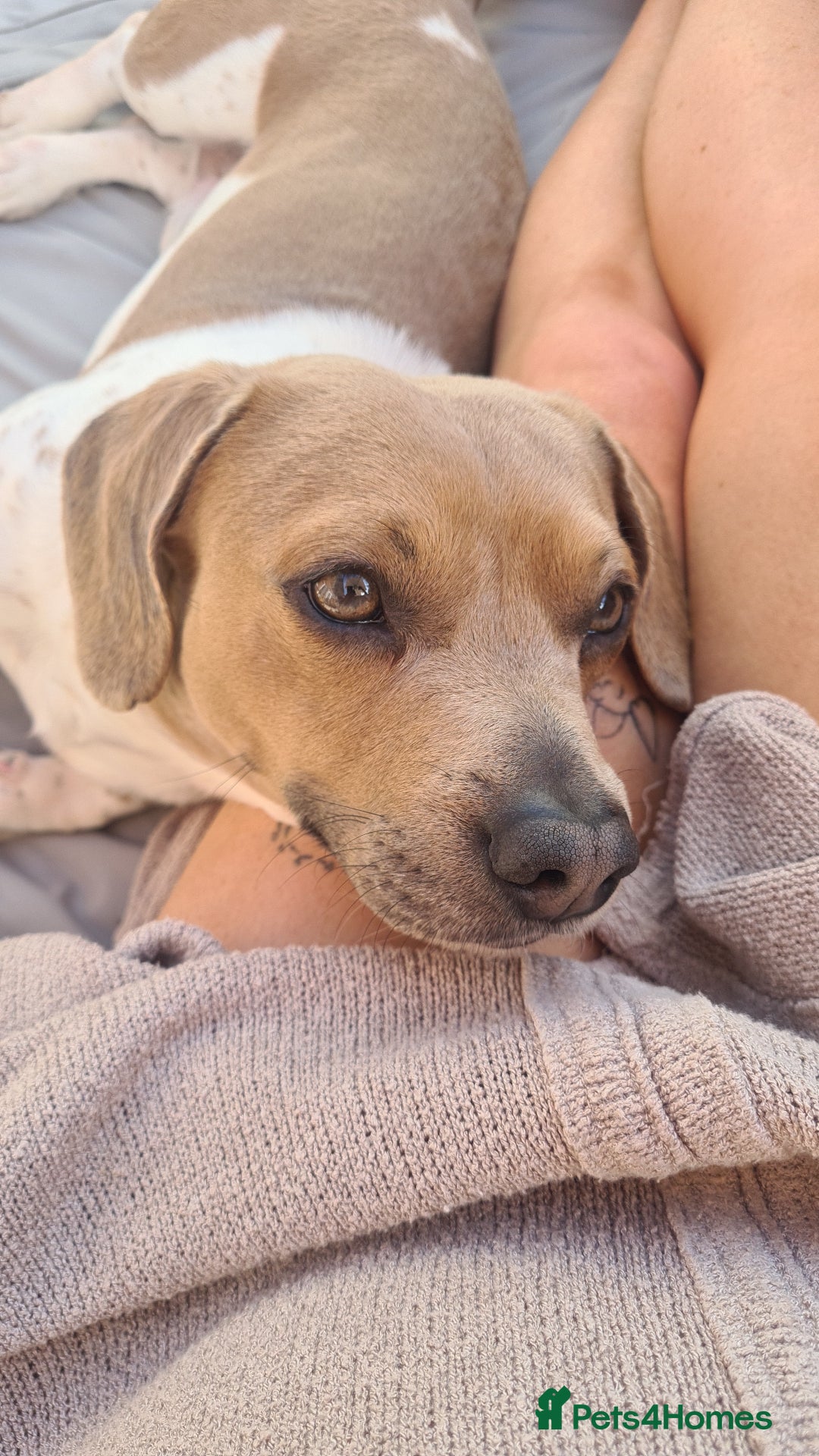 Mixed Breed dogs for sale: Minautre daschund/french bulldog  - Image 6