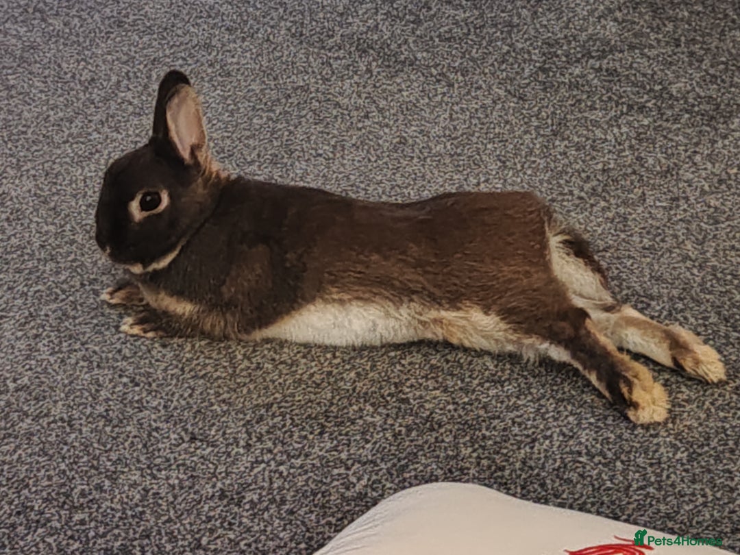 Netherland Dwarf rabbits for sale: Netherland Dwarf for sale with hutch   - Image 3