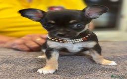Chihuahua dogs for sale: Playful Chiuahah puppies 3 girls and one boy - Image 2
