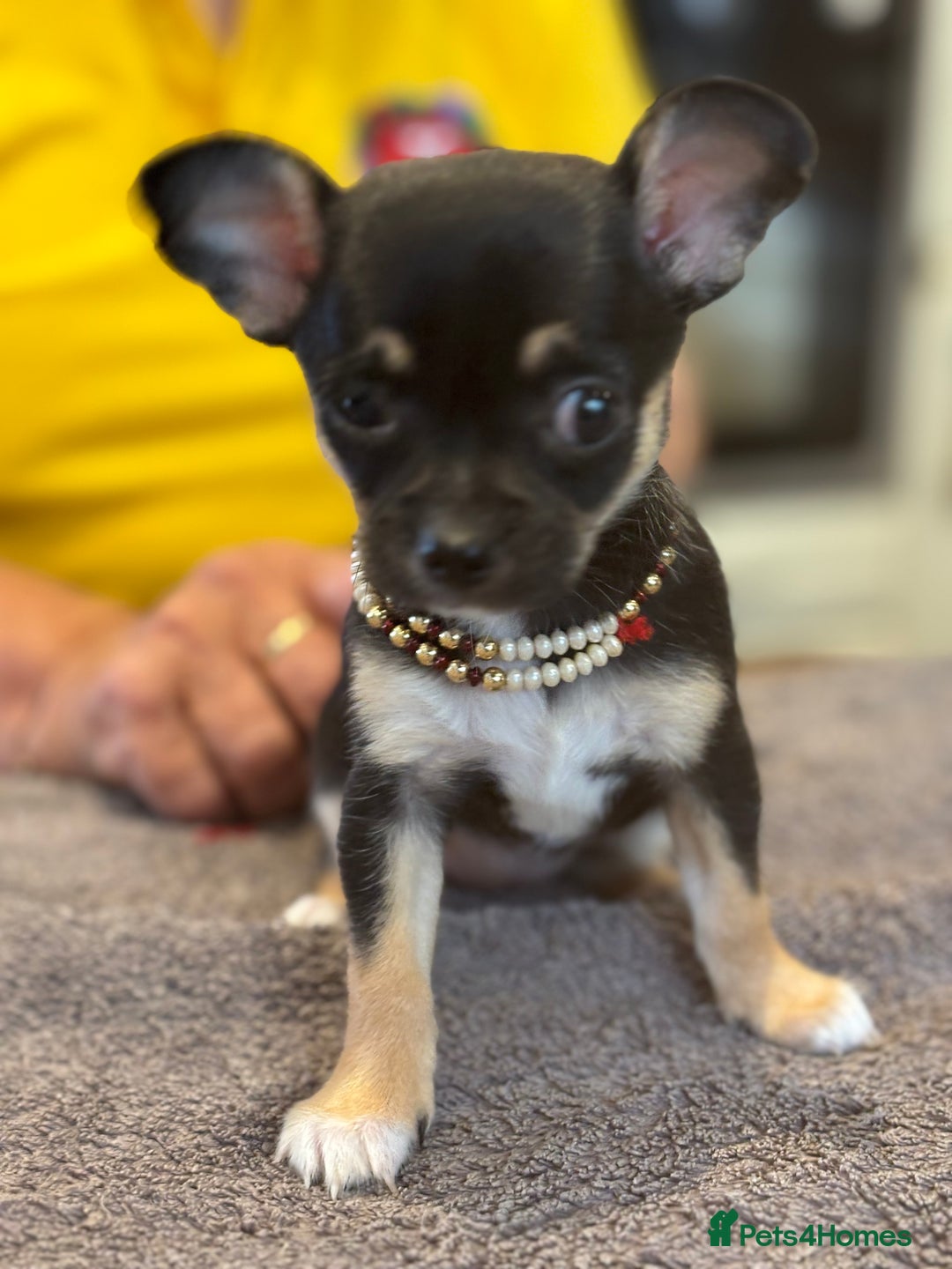 Chihuahua dogs for sale: Playful Chiuahah puppies 3 girls and one boy - Image 2