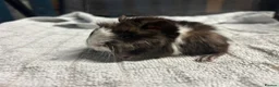 Guinea Pig rodents for sale: beautiful friendly guinea pigs to reserve  - Advert 22