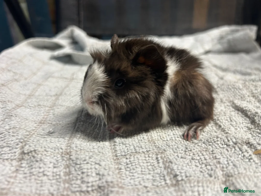 Guinea Pig rodents for sale: beautiful friendly guinea pigs to reserve  - Advert 22