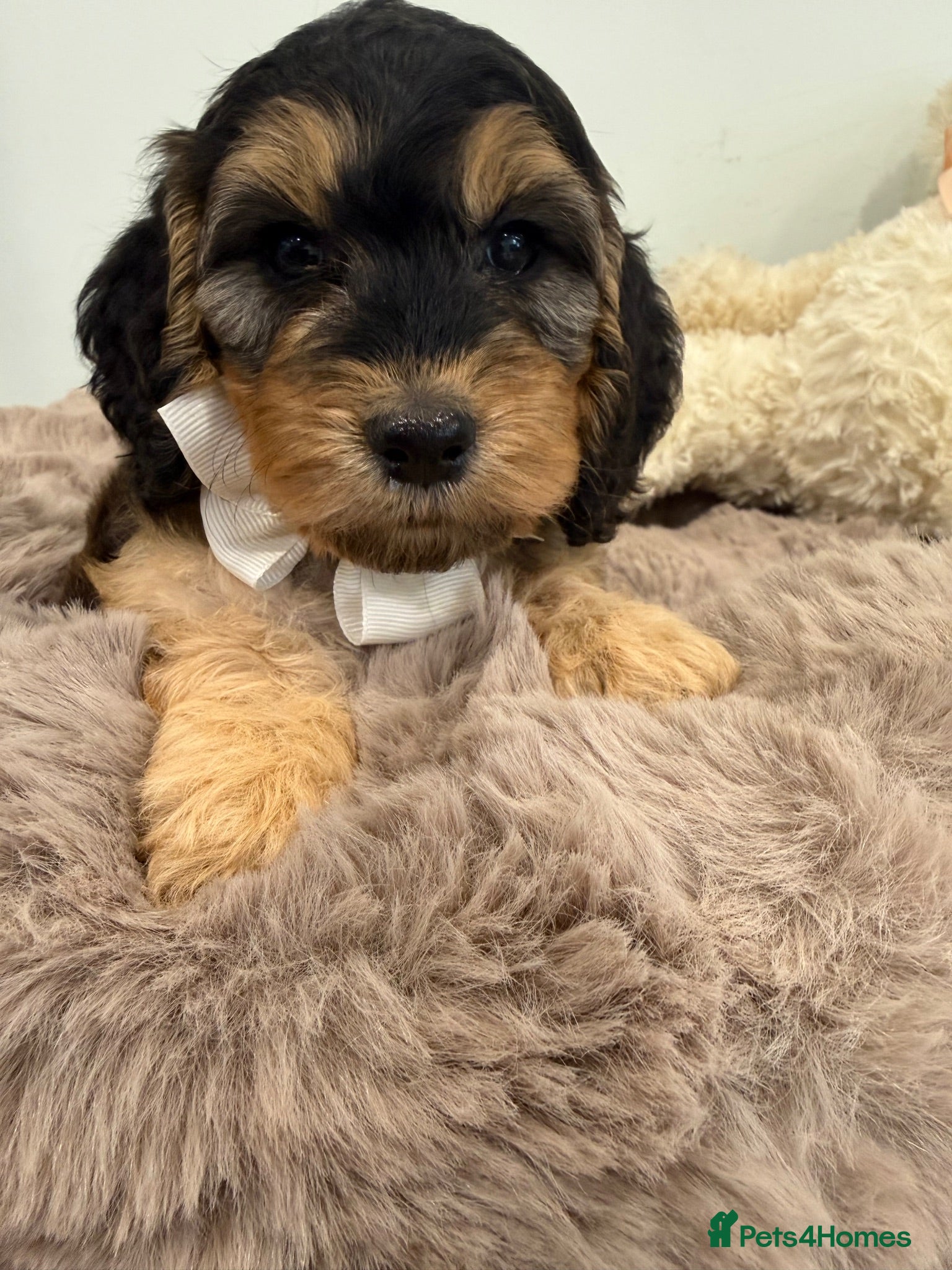 Cockapoo dogs Beautiful f1 sable pups. Full DNA & health clear. - Advert 10