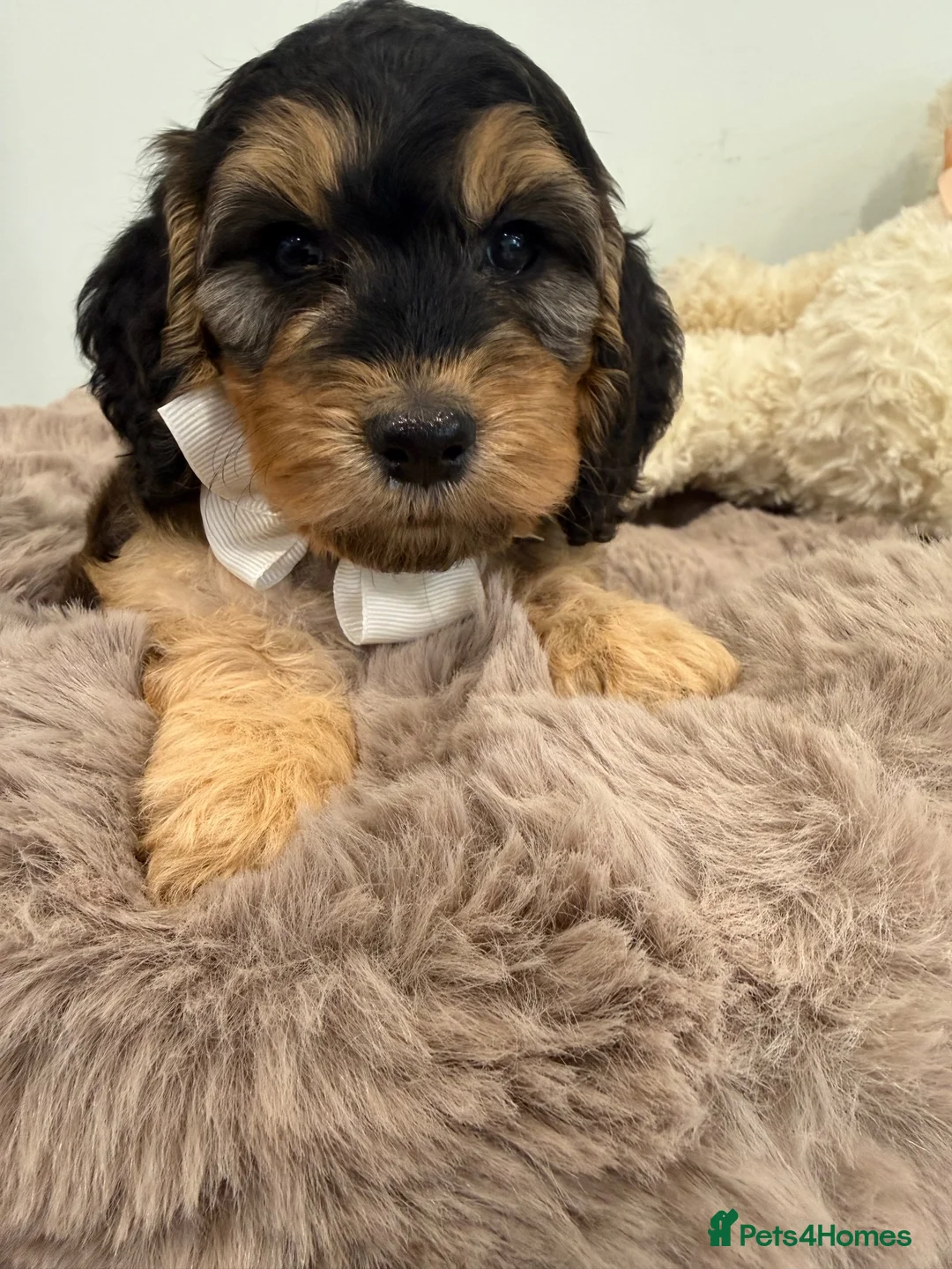 Cockapoo dogs for sale: Beautiful f1 sable pups. Full DNA & health clear. - Advert 2