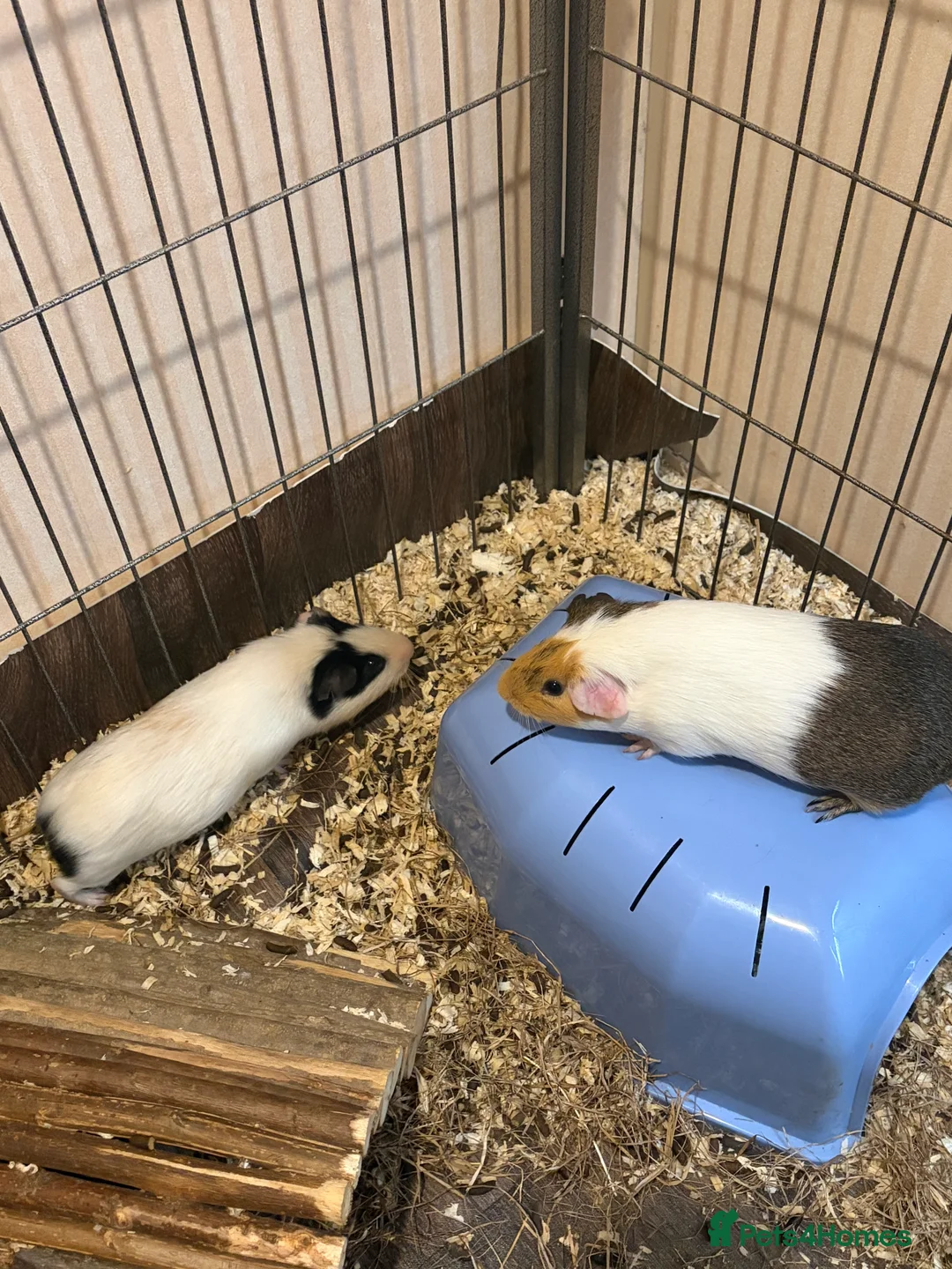 Guinea Pig rodents for sale: 4 male guinea pigs  in Northampton - Advert 1