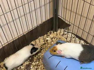 Guinea Pig rodents 4 male guinea pigs in Northampton - Advert 1