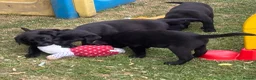 Labrador Retriever dogs for sale: Labrador pups KC extensively health tested parents - Advert 12