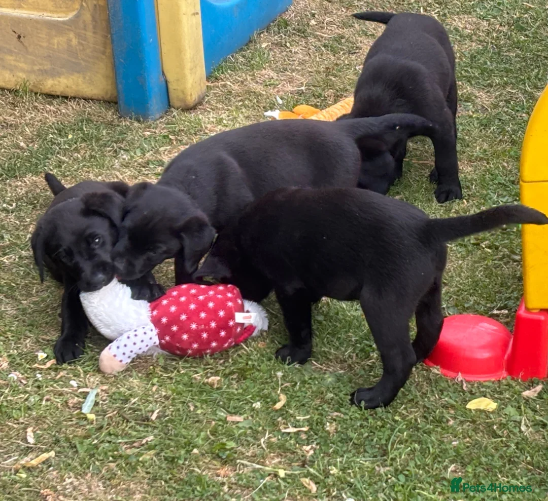 Labrador Retriever dogs for sale: Labrador pups KC extensively health tested parents - Advert 12