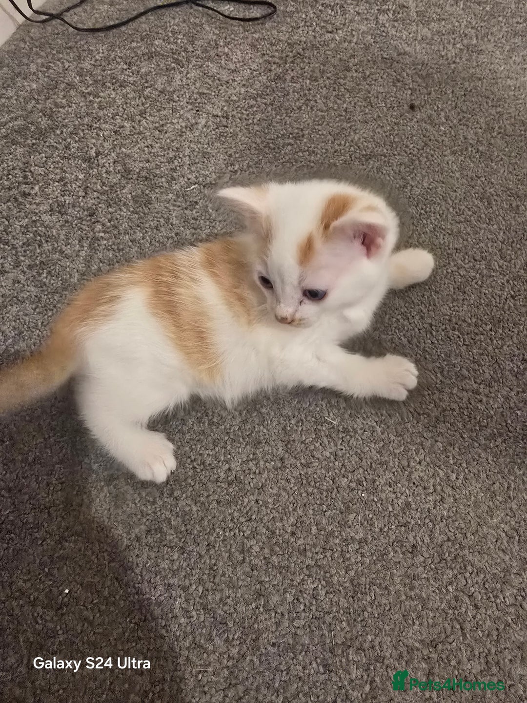 Siberian cats for sale: Kittens  - Advert 3