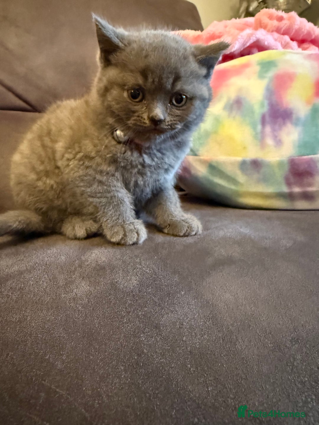 British Shorthair cats for sale: British short hair kittens  - Advert 6