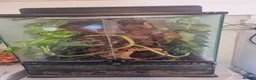 Gecko reptiles for sale: Crested geckos  in Ashford - Advert 4