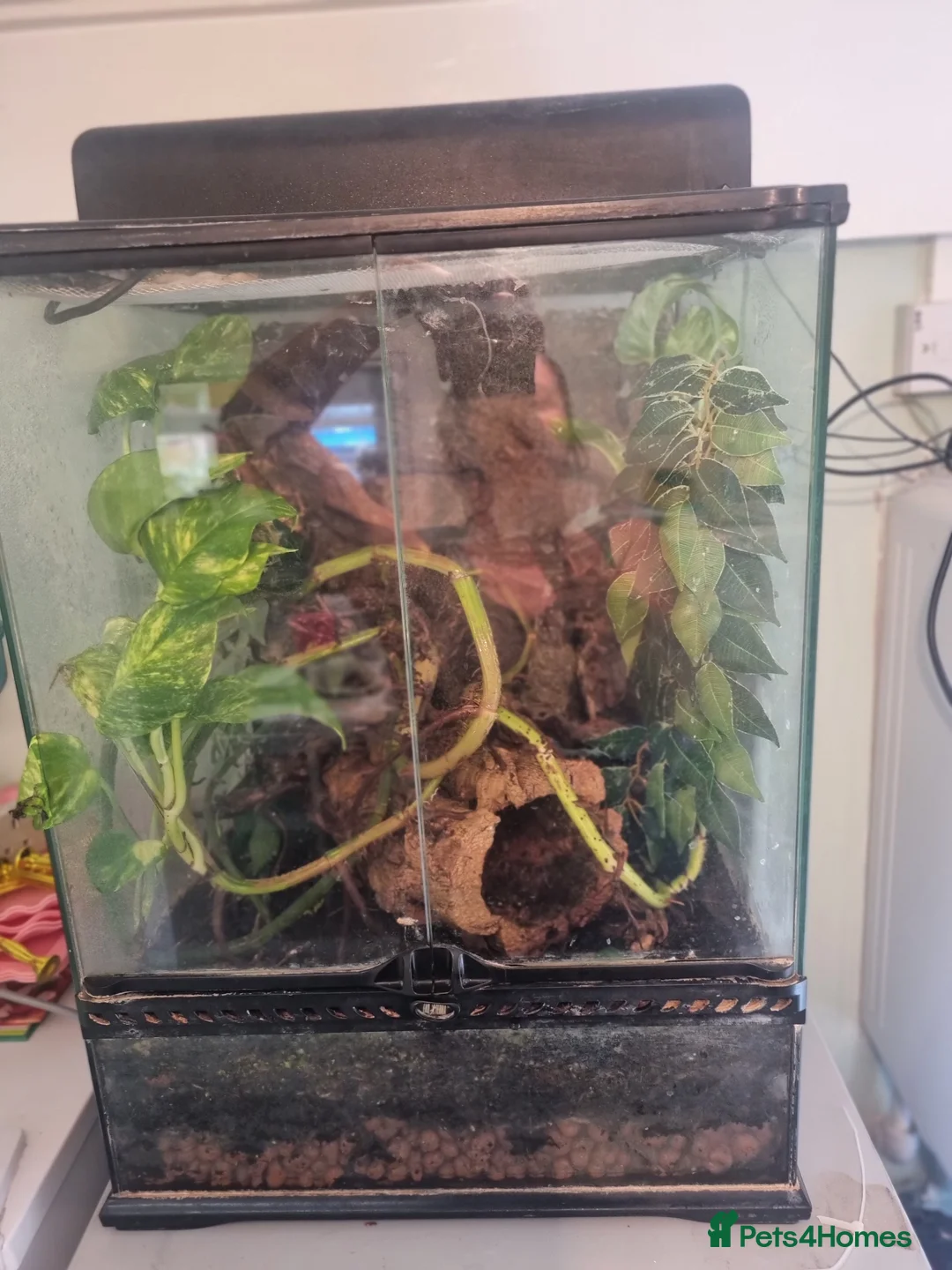 Gecko reptiles for sale: Crested geckos  in Ashford - Advert 4