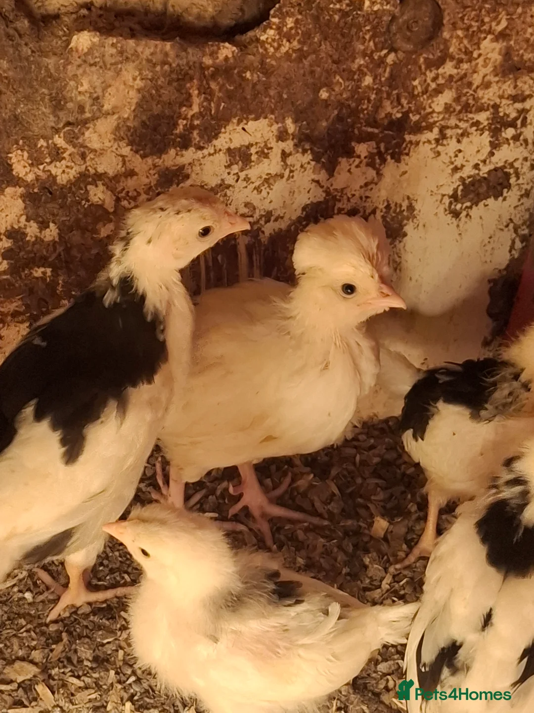 Chickens poultry for sale: Mottled Houdans chicks - Advert 7