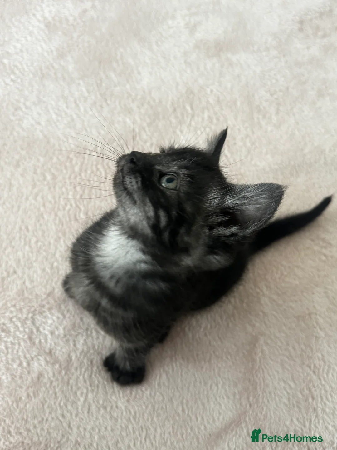 British Longhair cats for sale: British longhair and shorthair kittens - Advert 14