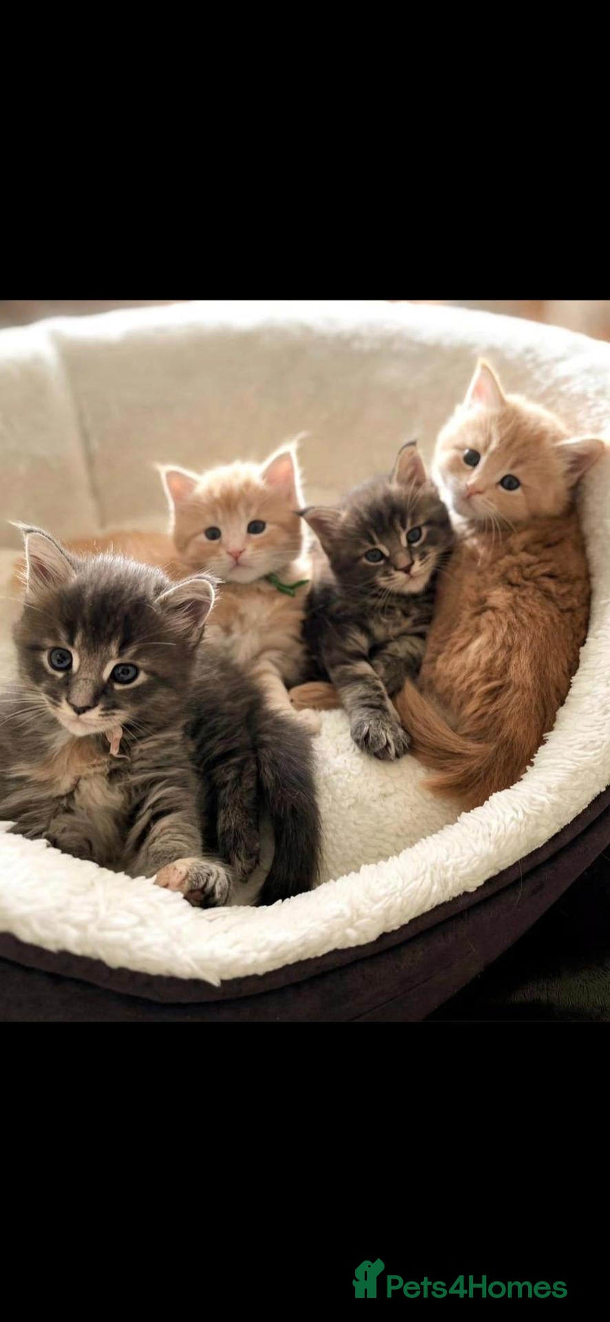 Maine Coon cats Beautiful litter of Maine Coon kittens  - Advert 5