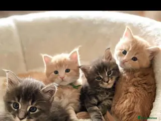 Maine Coon cats Beautiful litter of Maine Coon kittens - Advert 5