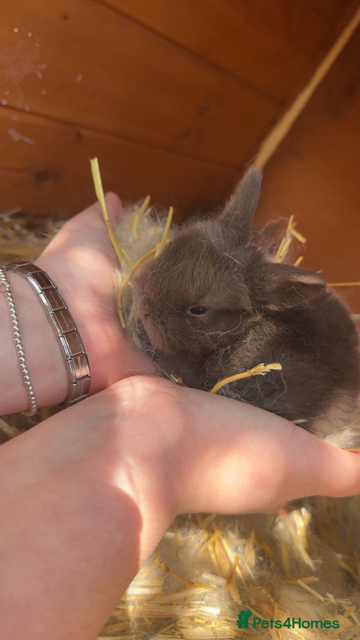 Netherland Dwarf rabbits Netherland Dwarft x Dwarf Lop - Advert 1