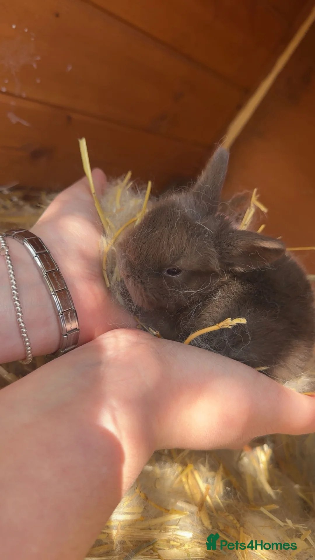 Netherland Dwarf rabbits for sale: Netherland Dwarft x Dwarf Lop in Bristol - Advert 1