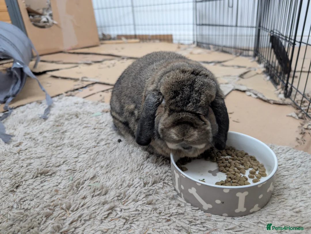 Mini Lop rabbits for sale: Grayson Mini Lop  - Advert 2