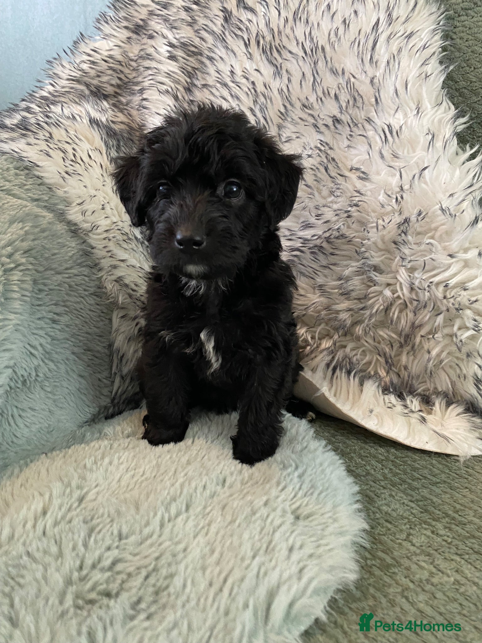 Mixed Breed dogs Whippet cross toy poodle   - Advert 12