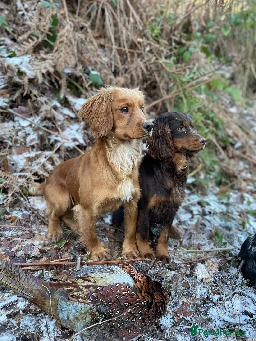 Cocker Spaniel dogs for stud: Small, Compact Health Tested Working Cocker at Stu in Harrogate - Advert 10