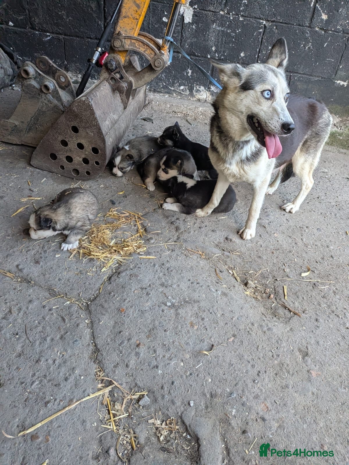 Pomsky dogs Pomsky puppys - Advert 10