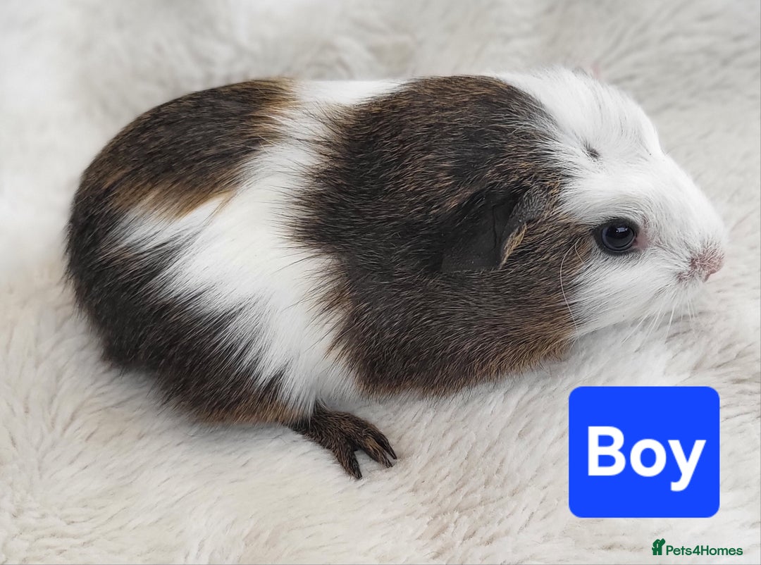 Guinea Pig rodents for sale: 5 Beautiful Baby Guinea pigs for sale  - Image 3