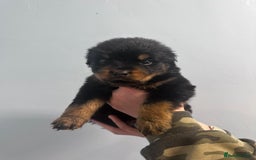 Rottweiler dogs for sale: 🐾 Pure Bred Rottweiler Puppies 🐾 - Image 23