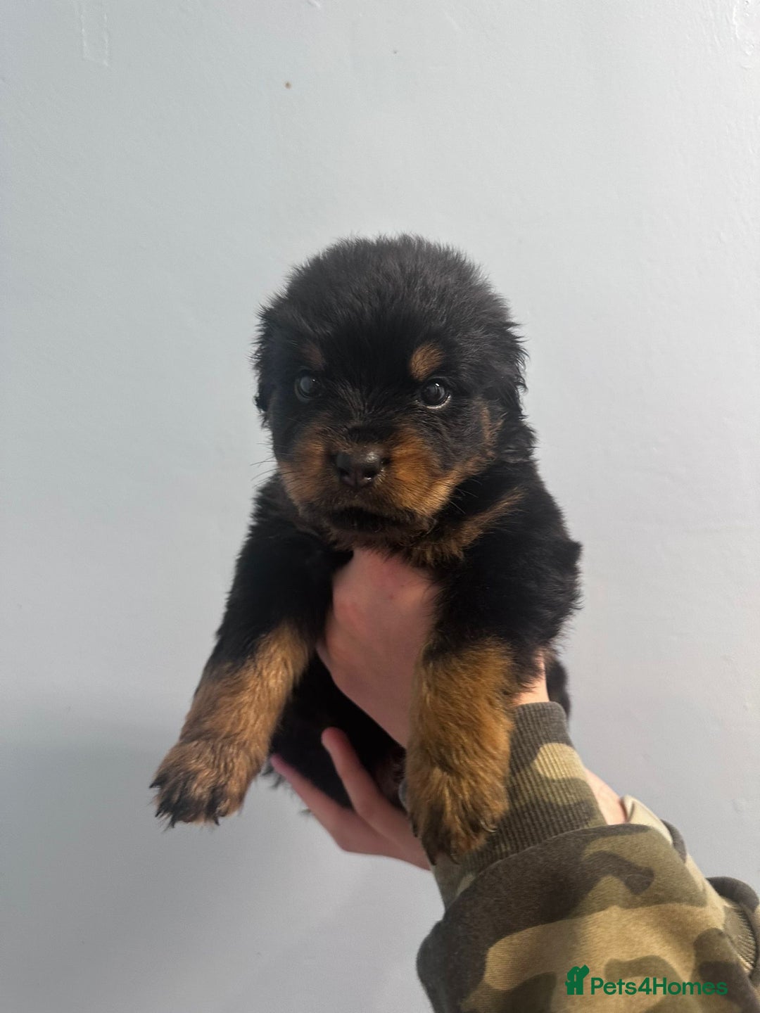 Rottweiler dogs for sale: 🐾 Pure Bred Rottweiler Puppies 🐾 - Image 23