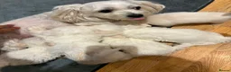 Bichon Frise dogs for sale: Bichon Frise - Advert 1