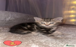 Mixed Breed cats for sale: Two Female kittens (Bengal/Persian mix - Image 2
