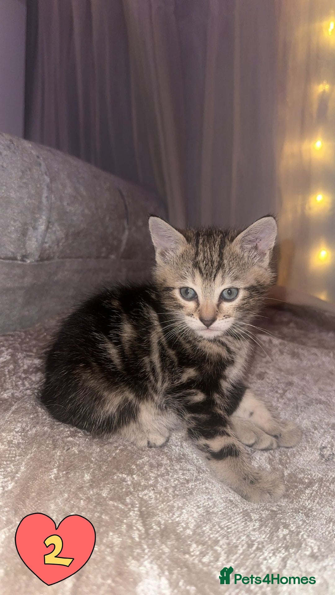 Mixed Breed cats for sale: Two Female kittens (Bengal/Persian mix - Image 2
