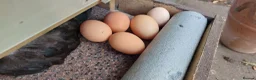Chickens poultry for sale: French Copper Marrans  - Advert 3