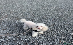 Cockapoo dogs for sale: Cockapoo Babies - Image 3