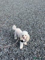 Cockapoo dogs - Advert 2