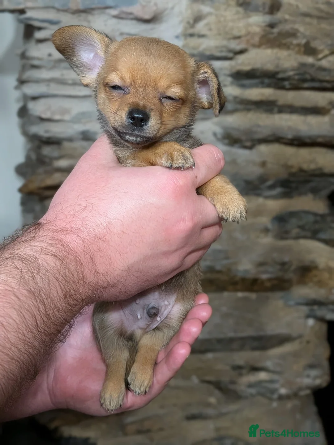 Chiweenie dogs for sale: Two beautiful tiny Chiweenies for sale - Advert 14