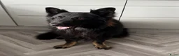 German Shepherd dogs for sale: Male German shepherd  - Advert 1