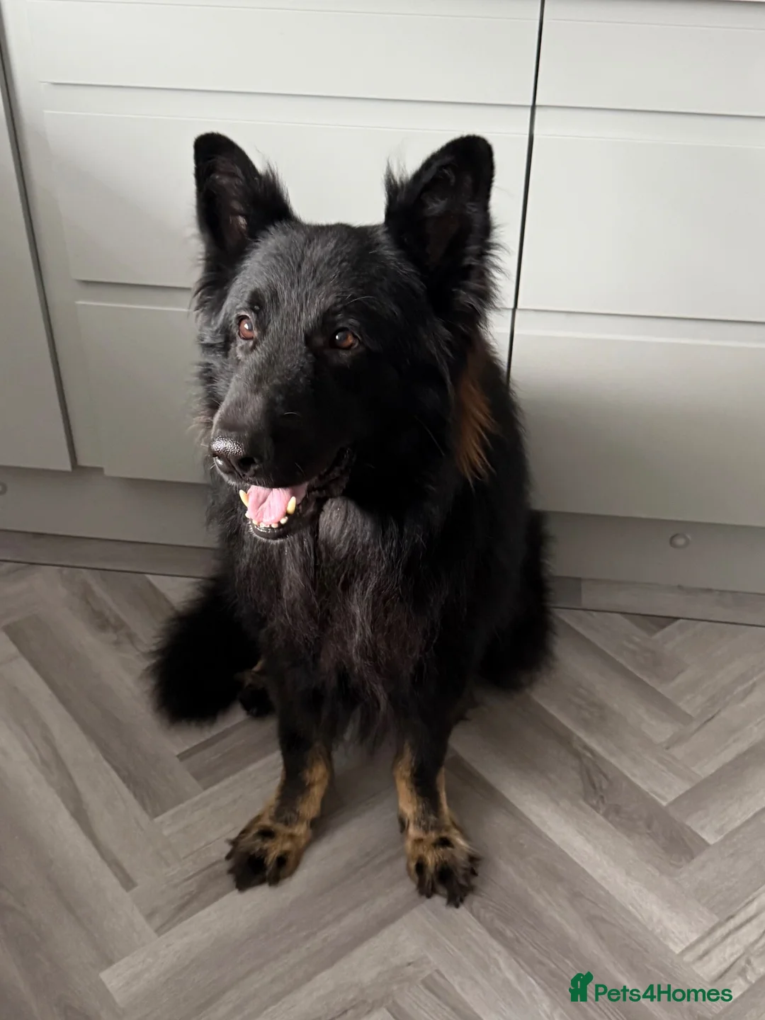 German Shepherd dogs for sale: Male German shepherd  - Advert 1