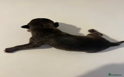 English Bull Terrier dogs for sale: Champion line EBT Puppies - Image 39