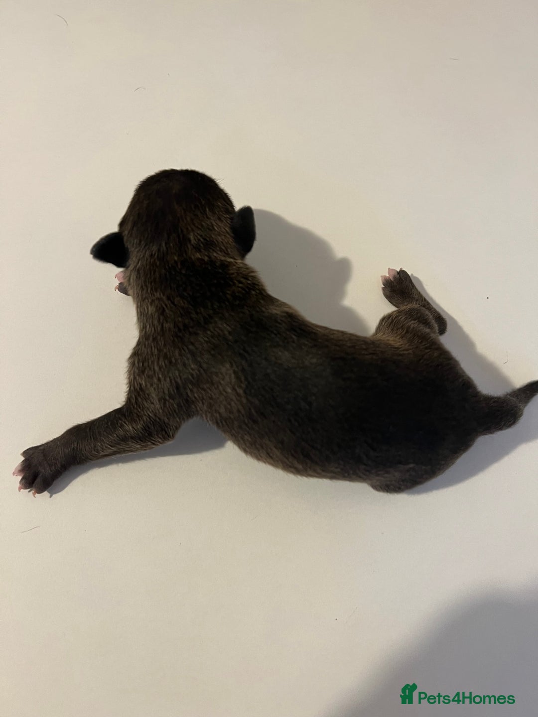 English Bull Terrier dogs for sale: Champion line EBT Puppies - Image 39