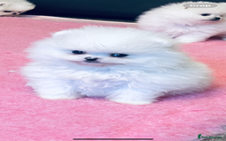 Pomeranian dogs for sale: Stunning teddybear face Boys Ready🌟 - Advert 38