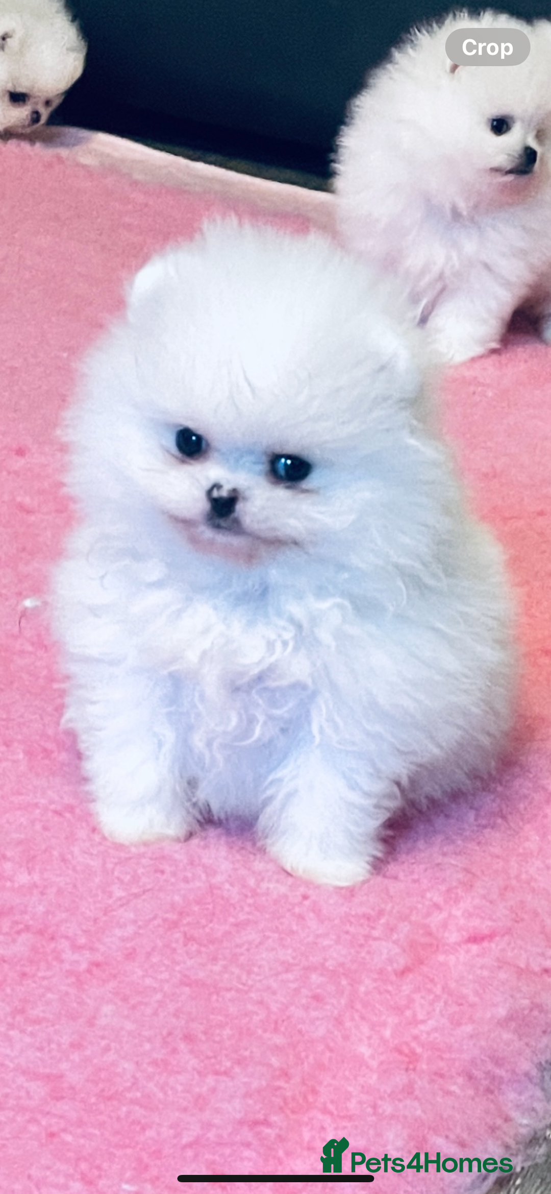 Pomeranian dogs for sale: Stunning teddybear face Boys Ready🌟 - Advert 38