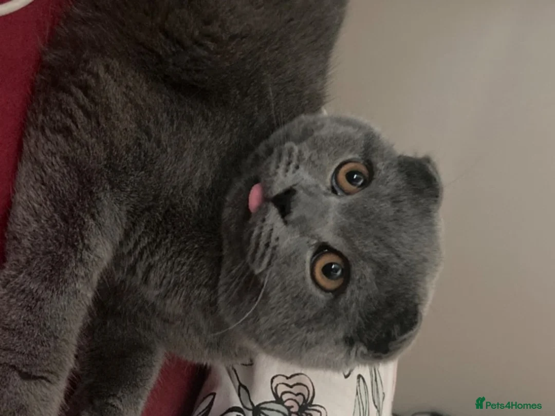 Scottish Fold cats for stud: FOLD AVAILABLE FOR STUD MANCHESTER THIS WEEK  in Salford - Advert 3
