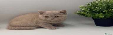 British Shorthair lilac 2