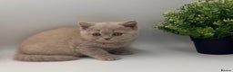 British Shorthair cats for sale: PEDIGREE REGISTERED CHUNKY BRITISH SHORTHAIRS  - Advert 16
