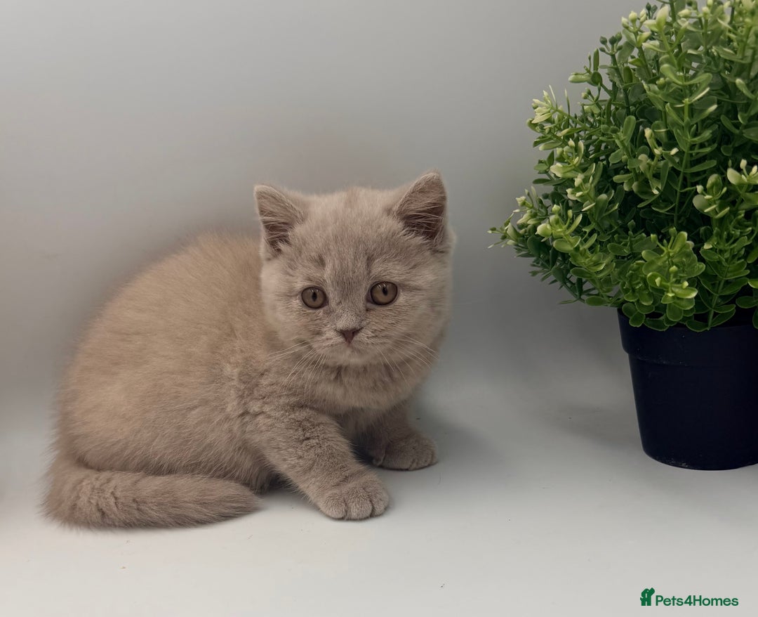 British Shorthair cats for sale: PEDIGREE REGISTERED CHUNKY BRITISH SHORTHAIRS  - Advert 16