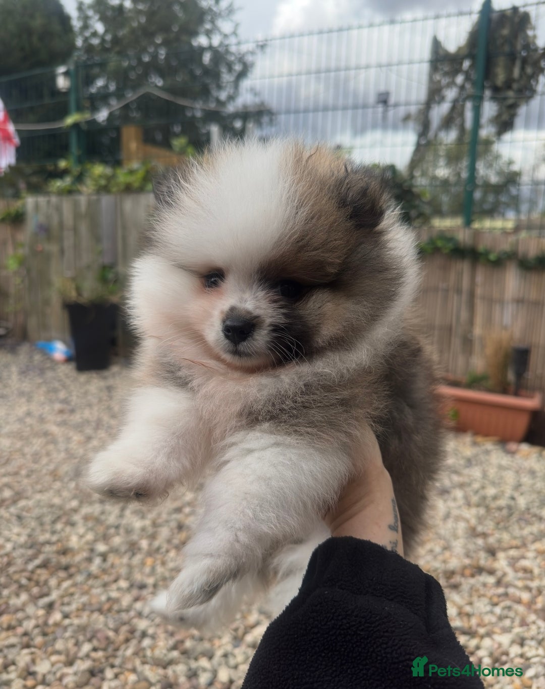 Pomeranian dogs for sale: 1 BOY 1 GIRL POMERANIAN PUPPIES AVAILABLE  - Image 12