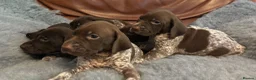 German Shorthaired Pointer dogs for sale: Dorothea and Marjorie - Advert 1