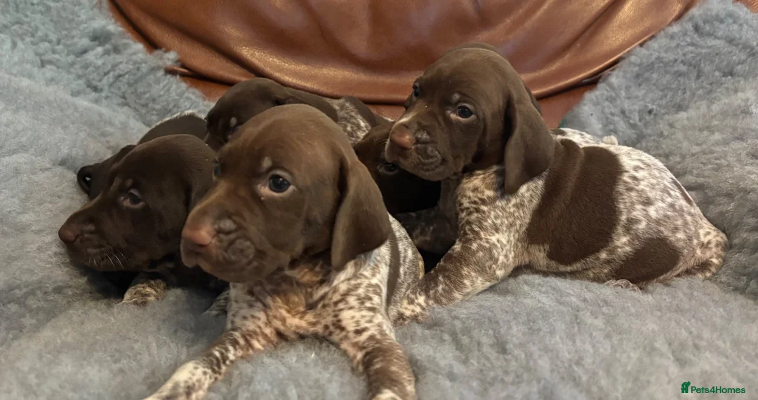 German Shorthaired Pointer dogs for sale: Dorothea and Marjorie - Advert 1