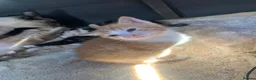 Mixed Breed cats for sale: Kittens - Advert 8